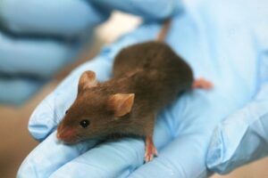 Hacking T Cells To Treat Celiac Disease – Hackaday